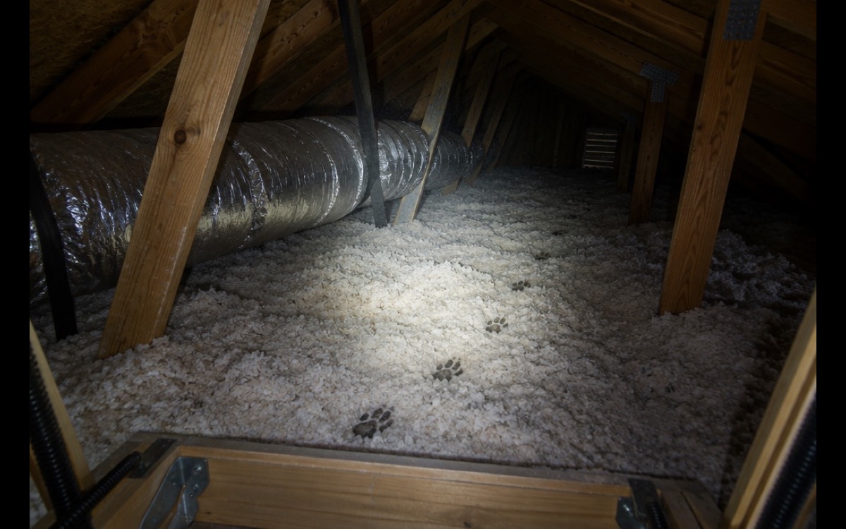 A flashlight beam across blown in insulation, wood trusses and a silver AC duct in a Florida attic, with small tracks pressed into the insulation, the kind of attic where noises in the attic at night start