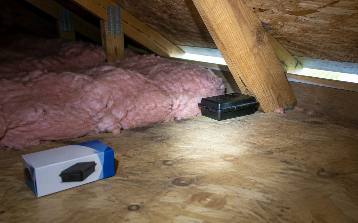 Inside the attic of a Florida home, where homeowners ask about rat poison in the attic: a flashlight lights pink insulation, a black bait station beside a truss, a boxed bait station on the plywood, and daylight showing through a gap at the soffit edge