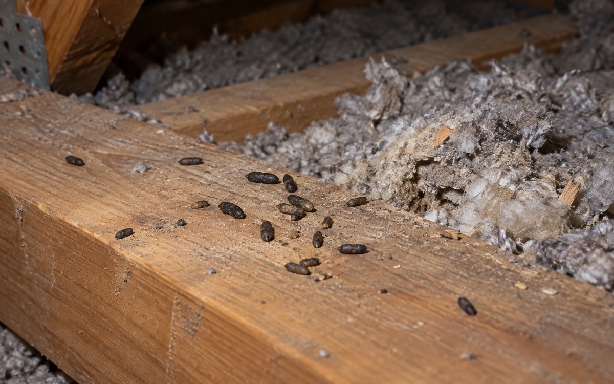 Rodent droppings on an attic joist beside disturbed insulation