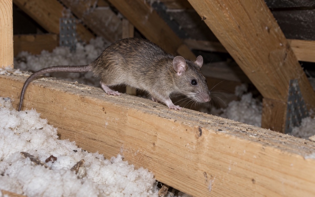 A roof rat walking along an attic joist above disturbed insulation